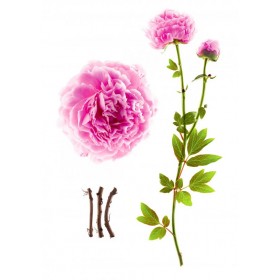 Shampooing à la pivoine - apaisant - KLORANE 200 ml / 400 ml