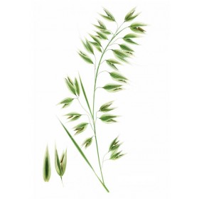 Shampoo with oat milk - extra gentle for frequent use - Laboratoire KLORANE