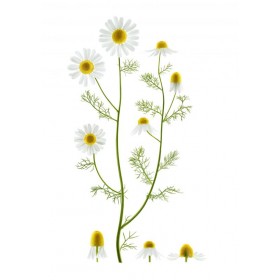 Camomille romaine bio NAT&FORM TISANES