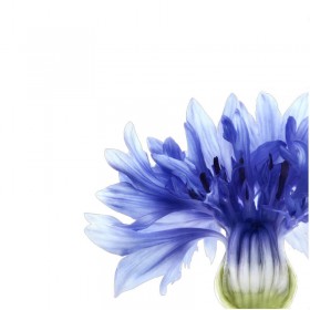 Shampoo with centaury - anti-yellowing KLORANE