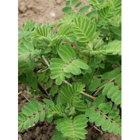 Astragale BIO Extrait de plantes fraiches Flacon 250 ml