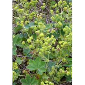 Alchemille vulgaire BIO Plante coupée Tisane vrac 250 g