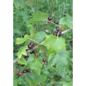 Cassis BIO Feuille coupée Tisane vrac 250 g