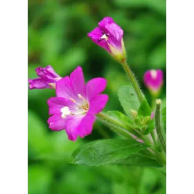 Epilobe angustifolium BIO Plante coupée Tisane vrac 250 g