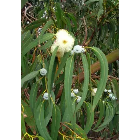 Eucalyptus BIO Feuille entière Tisane vrac 250 g