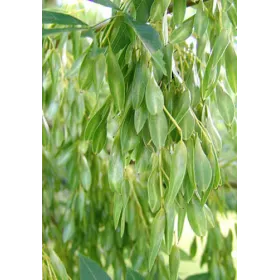 Frêne BIO Feuille coupée Tisane vrac 250 g