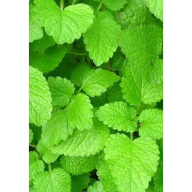 Melisse BIO Feuille coupée Tisane vrac 250 g