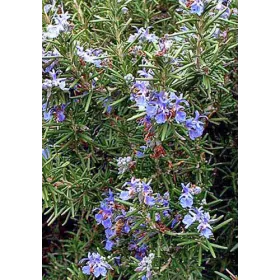 Romarin BIO Feuille mondée Tisane vrac 250 g