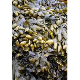 Fucus vesiculosus Thalle coupé Tisane vrac 250 g