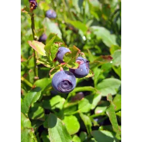 Myrtille feuille entière BIO Tisane vrac 250 g