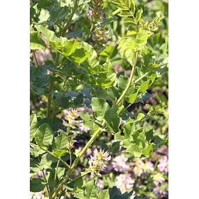 Réglisse BIO Racine coupée ratissée Tisane vrac 250 g