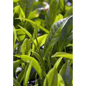 Thé vert BIO Feuille Tisane vrac 250 g