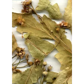 Tilleul de Carpentras BIO Larges bractées surchoix Tisane vrac 250 g