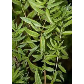 Verveine odorante BIO Feuille coupée Tisane vrac 250 g