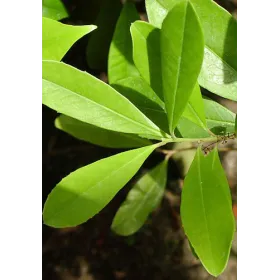 Maté vert BIO Feuille coupée Tisane vrac 250 g