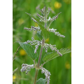 Ortie blanche (Lamier) BIO Sommités fleuries coupées Tisane vrac 250 g