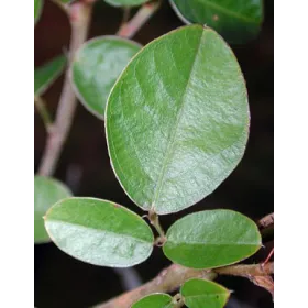Desmodium adscendens en poudre Sachet de 250 g