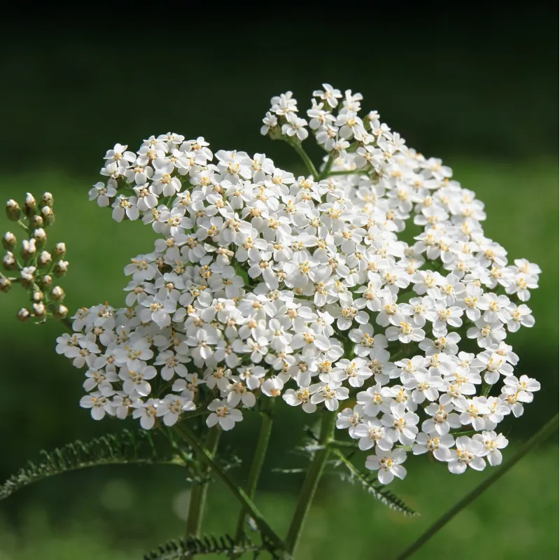 Achillée Millefeuille BIO Sommité coupée Tisane vrac 250 g Achillée Millefeuille BIO Sommité coupée Tisane vrac 250 g