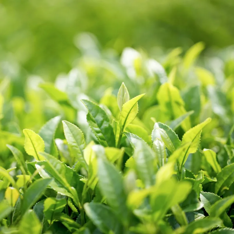 Thé vert BIO Feuille Tisane vrac 250 g Thé vert BIO Feuille Tisane vrac 250 g