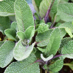 Sauge officinale BIO Teinture mère Flacon de 125 ml
