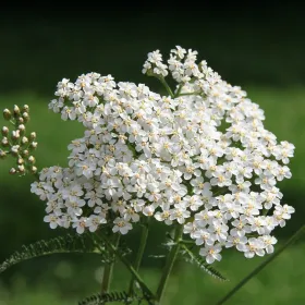 Achillée Millefeuille BIO Teinture mère 125 ml