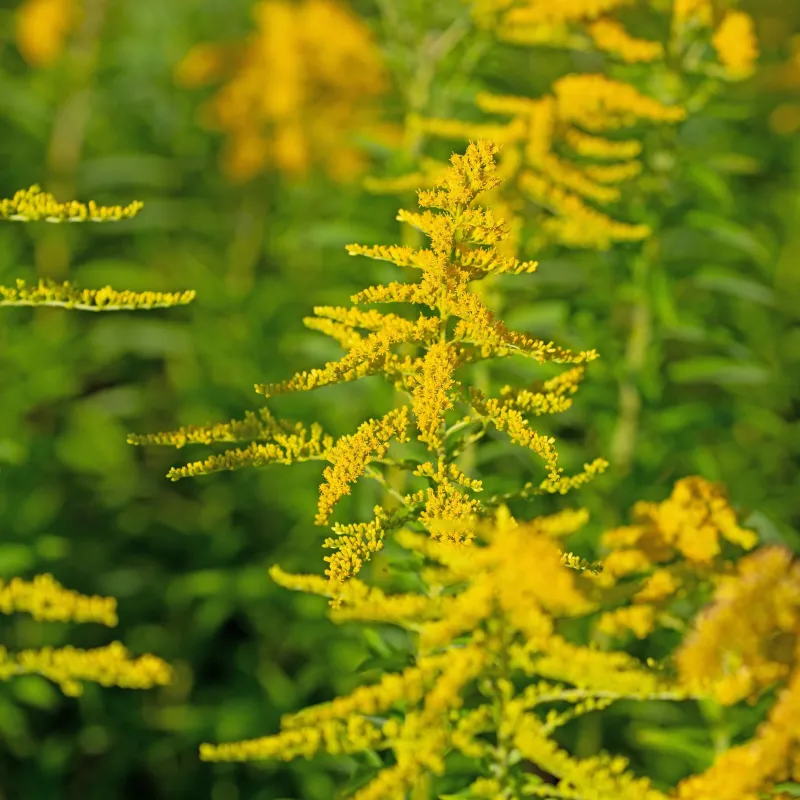 Verge d'or (Solidago) BIO Teinture mère Flacon de 125 ml Verge d'or (Solidago) BIO Teinture mère Flacon de 125 ml