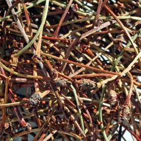 Cerisier (Cerise) Queues entières Tisane vrac 250 g