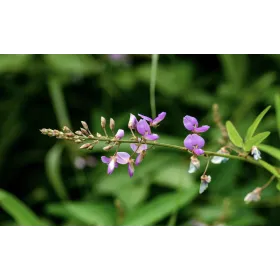 Desmodium adscendens en poudre Sachet de 250 g