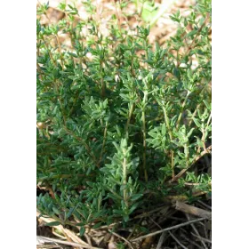 Thym BIO Feuille mondée Tisane vrac 100 g