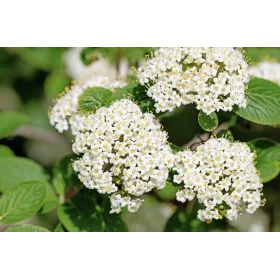 Viorne BIO Macérat mère Flacon 30 ml HERBALGEM