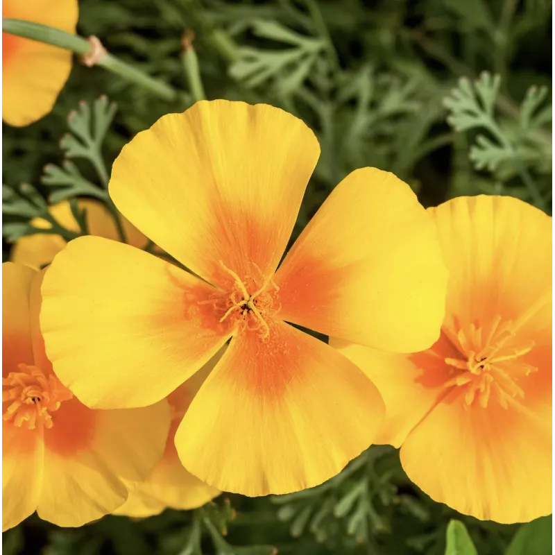 Eschscholzia (Pavot de Californie) BIO 250 gélules végétales Eschscholzia (Pavot de Californie) BIO 250 gélules végétales