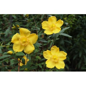 Organic St. John's wort maceration oil LADRÔME